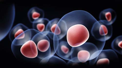 Indukované pluripotentné kmeňové bunky